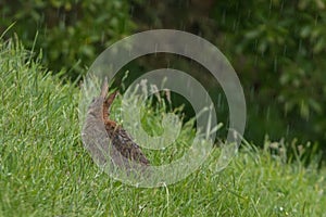 Wild rabbit sitting in the rain. Dunedin, New Zealand.