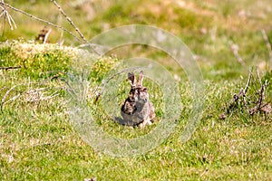 A Wild Rabbit suffering from myxomatosis with bloody eyes a symptom on the infection that is deadly to rabbits