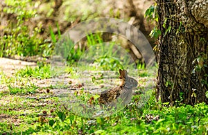 Wild Rabbit by Tree in Spring