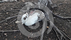 Wild rabbit under a tree