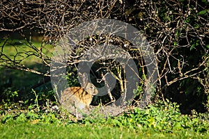 Wild rabbit under a tree