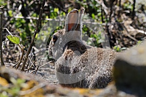 Wild rabbit in vegitation photo