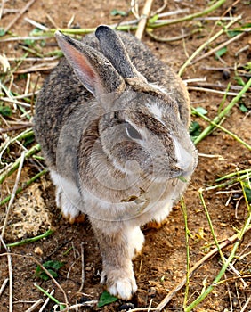 Wild Rabbit, Yomitan Village, Okinawa Japan
