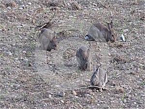 Wild Rabbits