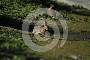 Wild rabbits in countryside