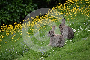 Wild rabbits and flowers photo