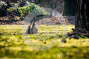 Wild rabbits grazing in the beautiful early morning sunlight
