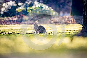 Wild rabbits grazing in the beautiful early morning sunlight