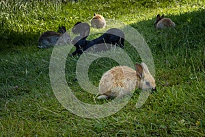 Wild rabbits grazing on grass in the park.