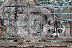 A wild raccoon behind bars looks up while it looks for food on the ground
