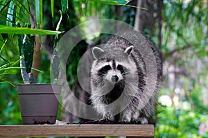 Wild raccoon looking at viewer