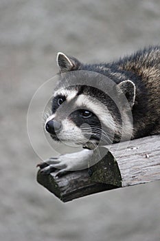 Wild raccoon lying in zoo