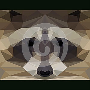 Wild raccoon stares forward. Abstract geometric polygonal triangle illustration