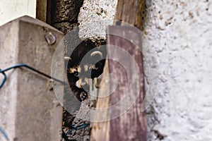 Wild racoon between houses. Racoons plague in Germany. Animals destroy buildings.