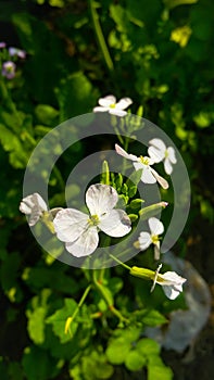 Wild Radish Flower.Close up colorful radish flower with green leaves in the spring by Morgan Wright Malcolmia maritima