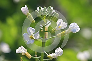 Wild Radish flower head, Raphanus raphanistrum