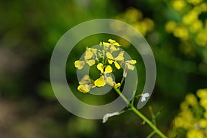 Wild radish jointed charlock is a flowering plant in the family Brassicaceae photo