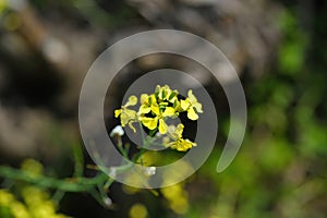 Wild radish jointed charlock is a flowering plant in the family Brassicaceae photo