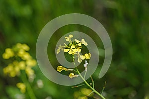 Wild radish jointed charlock is a flowering plant in the family Brassicaceae photo