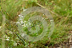 Wild radish Raphanus raphanistrum  1