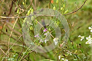 Wild radish Raphanus raphanistrum  3