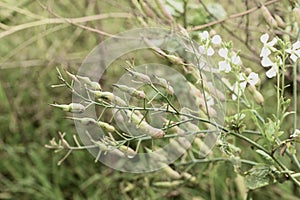 Wild radish Raphanus raphanistrum  6