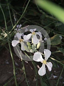 wild radish, & x28;Raphanus raphanistrum& x29;, also called jointed charlock, widespread annual plant of the mustard family