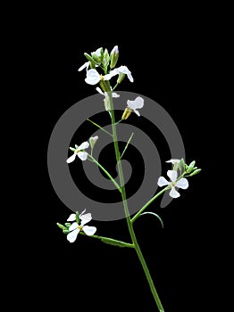 Wild radish or Raphanus Raphanistrum flower