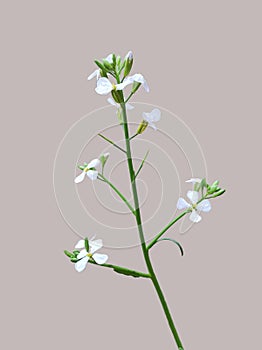 Wild radish or Raphanus Raphanistrum flower