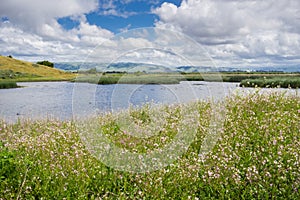 Wild radish (Raphanus raphanistrum) flower growing on the shoreline the marshes in Coyote Hills Regional Park, east San Francisco