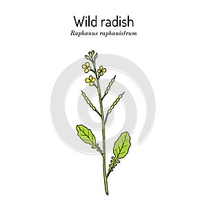 Wild radish Raphanus raphanistrum , medicinal plant