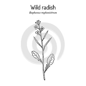 Wild radish Raphanus raphanistrum , medicinal plant