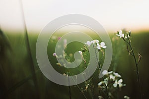 Wild radish white flowers among barley green stems in sunset light in summer field, closeup. Wildflowers and rye or wheat