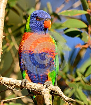 A wild rainbow lorikeet parrot