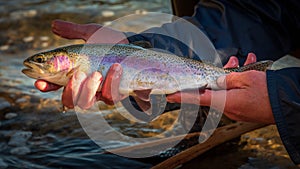 Wild rainbow trout caught in the Boise River, Idaho