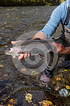 Wild rainbow trout caught and released in the Russian River