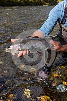Wild rainbow trout caught and released on the Russian River, Alaska