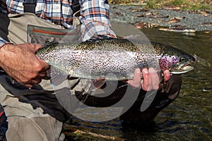 Wild rainbow trout caught and released on the Russian River, Alaska