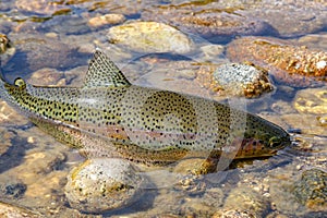 Wild rainbow trout in Idaho photo