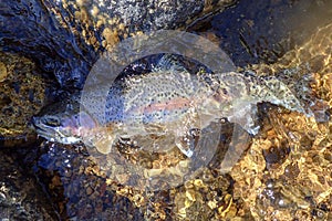Wild rainbow trout caught in the Rocky Mountains