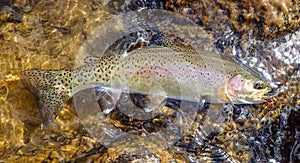 Wild rainbow trout caught in the Rocky Mountains