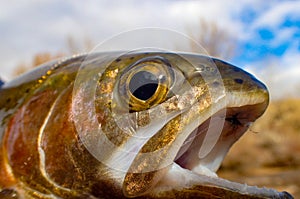 Wild rainbow trout close up