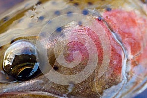 Wild rainbow trout close up