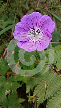 Wild rainy seaons flower