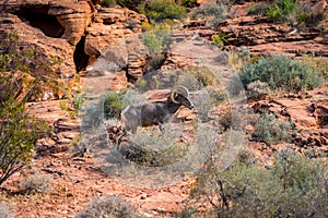 Wild ram in Valley of Fire State Park, Nevada, USA
