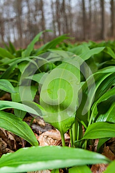 Wild ramson