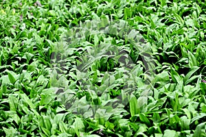 Wild ramson leaves background.