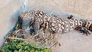 Wild  Rare Gilamonster  Reptiles Lizard Wildlife Creature  Venimous  one of Two in  the World, Sonoran Desert