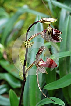 Wild Rare Rothschilds Slipper Orchid Borneo photo