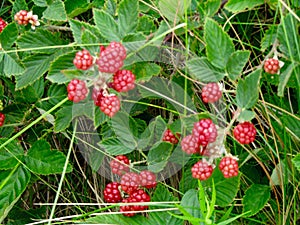 Wild Rasberries